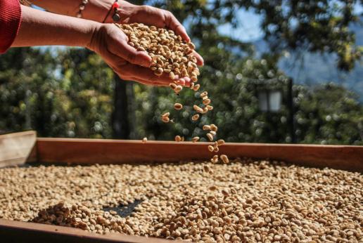 Un par de manos sostienen frutos.