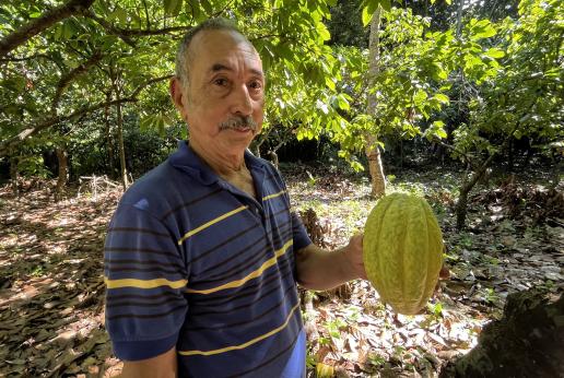 Un hombre sostiene un grano de cacao.