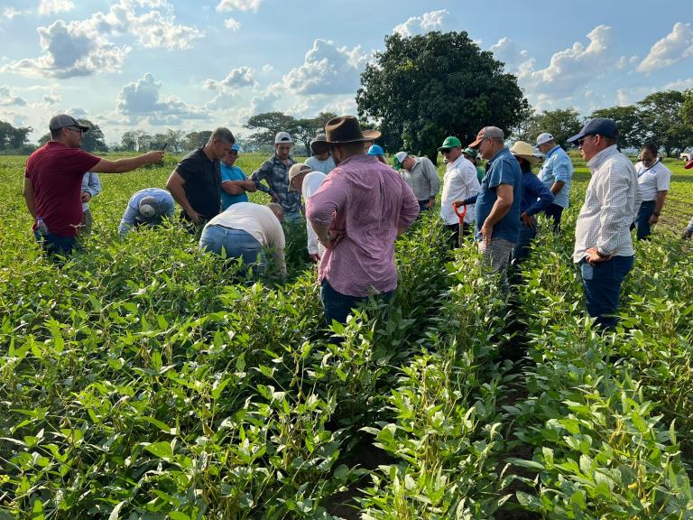 Un grupo de productores trabaja en el campo.